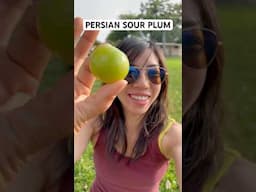 Spring’s Strangest Combo: Jellyfish + Sour Plum 😳
