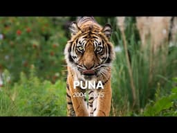 Farewell to our beloved Sumatran tiger, Puna 🧡
