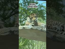 Beijing Safari Park #china #beijing #chinatravel