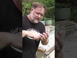 Eliminating Nut Grass Weed Organically from a Raised Garden Bed