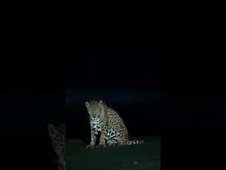 EXTREMELY rare sight of a Jaguar on the beach in Costa Rica. #jaguar #wildlifephotography