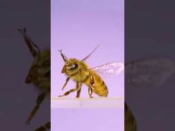 Honeybee flight in slow motion!  #insects #science #honeybee
