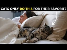 10 Things Your Cat Does ONLY If You’re Their Favorite