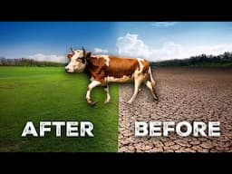 Hay Bombing Magic: Restoring Soil with Pigs, Cow + Sheep