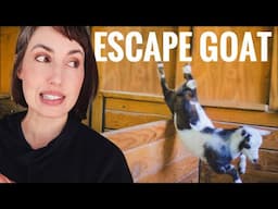 Oh No Guys...We Got a Jumper! (raising naughty miniature goats)