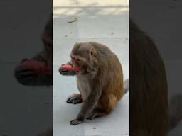 Monkey Love 🤪 #monkey #monkeys
