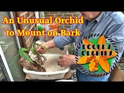 Mounting a Coelogyne - Ridiculous?