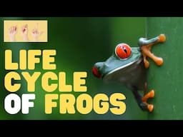ASL Life Cycle of Frogs