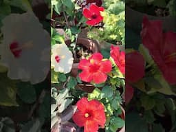#hibiscus #floweringplants #healthbenefits #tea #flowers #leaves #tips #bp #immunity #heartproblems
