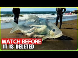 Scientist STUNNED! Drone Makes CHILLING DISCOVERY In Remote Beach, No One Supposed See! Documentary