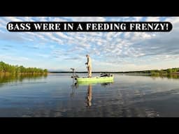 A RARE DAY of Fly Fishing - Bass in a feeding frenzy!