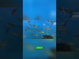 Congo Tetras  The ULTIMATE Community Tank Fish! #fishkeepinghobby #aquariumfilter #aquaticlife