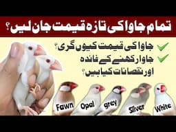 All Java sparrow Price | java finch rate latest market update 2025