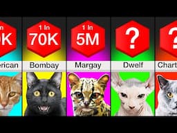 Comparison: Rarest Cat Breeds
