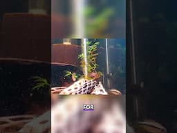Cichlids in A Nano Tank? Avoiding Aggression & Protecting Your Aquascape!