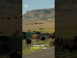 Yellowstone Wildlife Wonders: Bison Spectacle in Lamar Valley