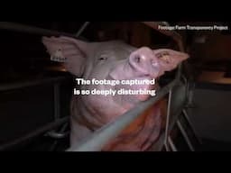 Investigation reveals shocking truth about Australian pig farming
