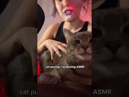 ASMR Cat Purring and Scratching (WARNING: SUPER CUTE) #asmr #tingles #asmrtriggers #asmrvideos