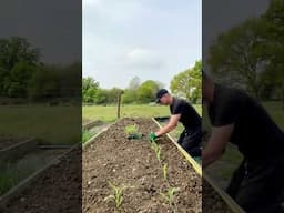 How To Plant Sweet Corn #growyourownfood #gardening #shortvideo #howto #sweetcorn #allotment