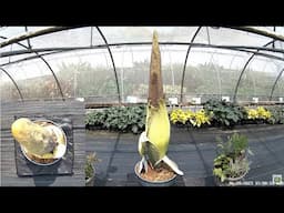 Amorphophallus titanum (Titan Arum) Live Corpse Flower Bloom 2023 - Juniper Level Botanic Garden