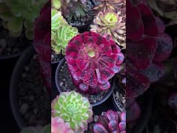 A new day in my garden