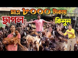 মাত্র ৮০০০ টাকায় ছাগল কিনুন | রাজস্থান ও পাঞ্জাবের | Goat Farm | ছাগলের খামার | Goat Farming