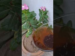 How to make tea leaves liquid fertilizer at home #tealeavesfertilizer #organicfertilizer