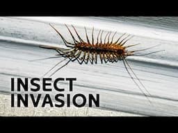 Do Bugs Really Run Our World?
