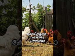 മഴക്കാലത്ത് പാമ്പുകടി ഏൽക്കാതിരിക്കാൻ ശ്രദ്ധിക്കാം.!! | Ethnic Health Court
