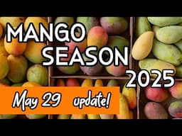 Mango Season 2025 Update (May 29, 2025)