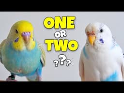 Getting Another Bird? Here’s Why It Could Be a HUGE Mistake