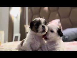 Shih Tzu Puppies Growing Up: The Cutest Moments You’ll Ever See