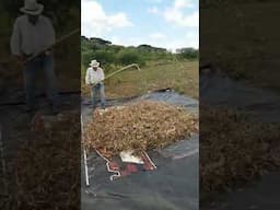 MALHANDO FEIJÃO COM O CAMBAL