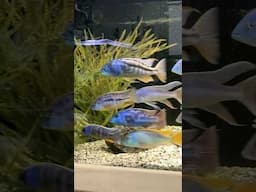 Morning Fish Room Ritual [Surrounded by Aquariums!]