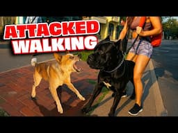 My Cane Corso Got ATTACKED By An Aggressive Dog On Our Walk!