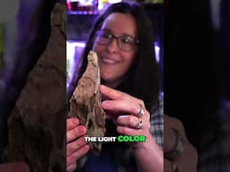 Aquarium Substrate Secrets: Color Changes When Wet!