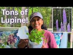 Winter Sowing Reveal of Lupine | How To Grow & Move Lupin Successfully 🌱