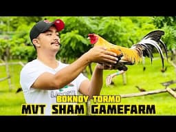 PUMKIN HENNIE - MVT SHAM GAMEFARM