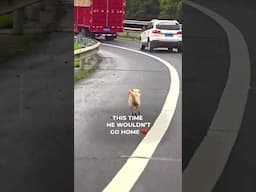 Abandoned puppy runs after his owners #shorts