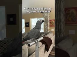 How he says goodbye to his bird vs wife 😮 #funny #birdhumor #parrot #birds