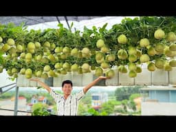 Crispy & Super Sweet! This Specialty Melon Is Even Easier to Grow Than Vegetables!