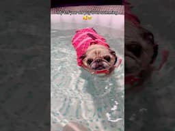 🥹🌊#love#dog#doglover#puppy#cute#sweet#disney#lovestatus#summer#couple#cool#couples#pug#cutedog#wow