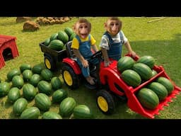 Monkey Bim Bim drove a tractor loaded with watermelon and faced an unexpected obstacle on the road