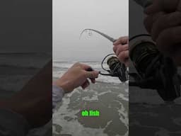I used to hate catching this fish… [SoCal Surf Fishing]