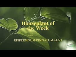 Epipremnum Pinnatum Albo | Houseplant of the Week