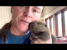 Tiny beaver survives what most humans won't