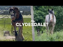 Bringing Home A New Clydesdale Horse?!?