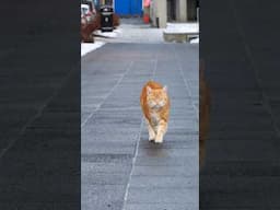 POV: you meet a mysterious cat in iceland