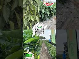 Más PICOSOS 🌶️🌶️2 #elcampoesfuturo #elcamponopara