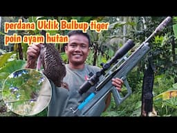 Perdana Poin AYAM HUTAN ukl1k bullpup tiger Langsung kita MUKBANG